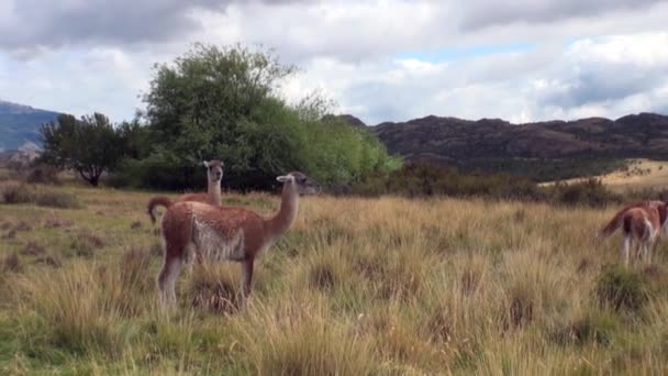 Guanaco lama animal salvaje mamífero exótico en los Andes montañas de la Patagonia . — Vídeos de Stock