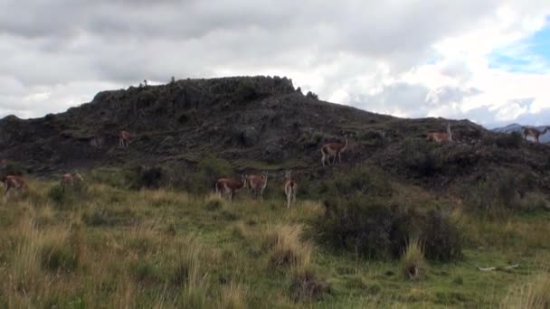 Guanaco lama animal salvaje mamífero exótico en los Andes montañas de la Patagonia . — Vídeos de Stock