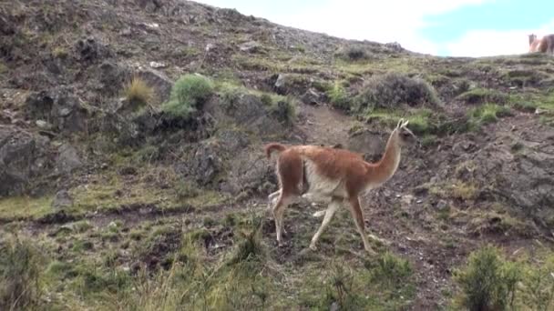 Lama guanako exotických savců divoké zvíře v Andách Patagonie. — Stock video