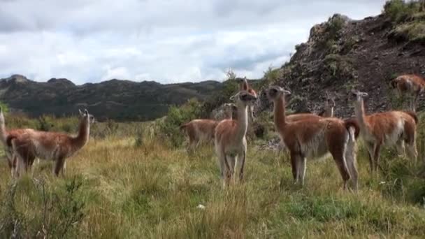 Guanaco exotic mammal wild animal in Andes mountains of Patagonia. — Stock Video