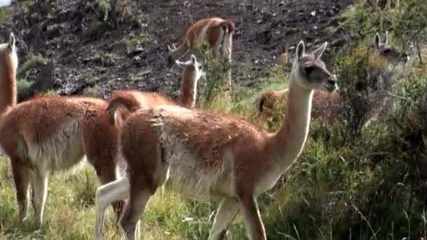 グアナコ ・ ラマ エキゾチックな哺乳類のアンデス山脈、パタゴニアの野生動物. — ストック動画