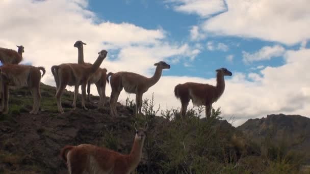 Guanaco animal salvaje mamífero exótico en los Andes montañas de la Patagonia . — Vídeos de Stock