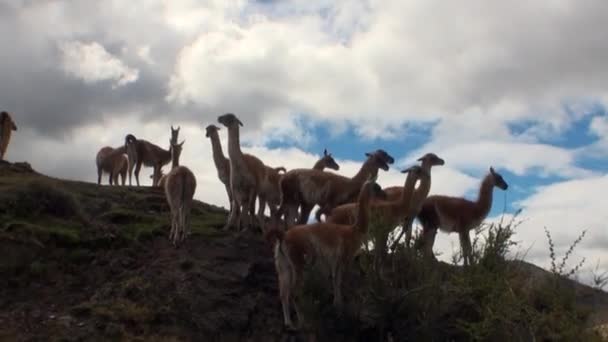 Guanaco lama animal salvaje mamífero exótico en los Andes montañas de la Patagonia . — Vídeo de stock