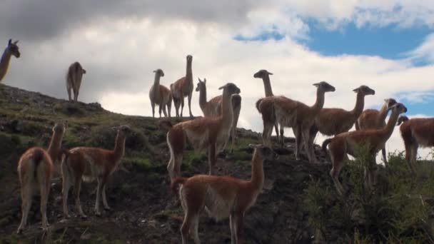 Guanaco exotic mammal wild animal in Andes mountains of Patagonia. — Stock Video