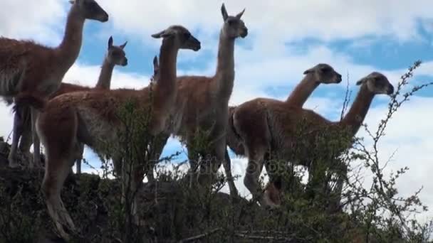 Guanako exotických savců divoké zvíře v Andách Patagonie. — Stock video