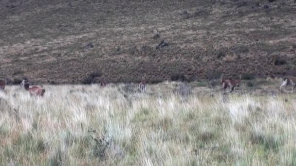 Guanaco lama animal salvaje mamífero exótico en los Andes montañas de la Patagonia . — Vídeos de Stock