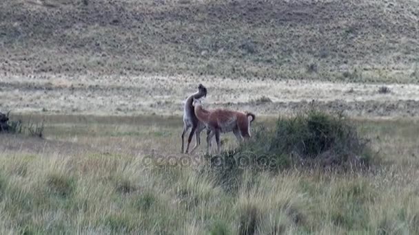 Guanaco Lama exotisches Säugetier Wildtier in den Anden-Bergen Patagoniens. — Stockvideo