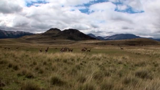 Guanaco animal salvaje mamífero exótico en los Andes montañas de la Patagonia . — Vídeos de Stock