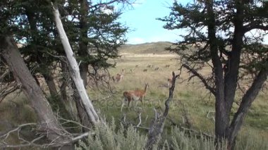 Çok lama egzotik memeli vahşi hayvan Patagonya Andes Dağları.