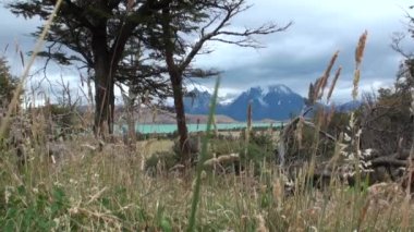 Dağ gölü ağaçları ve orman Patagonya'arka planda görülür.
