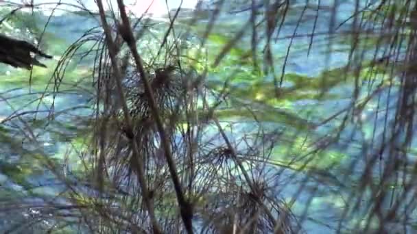 El río de montaña muestra el poder del agua en Patagonia Argentina . — Vídeo de stock