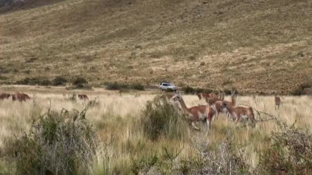 Çok lama egzotik memeli vahşi hayvan Patagonya Andes Dağları. — Stok video