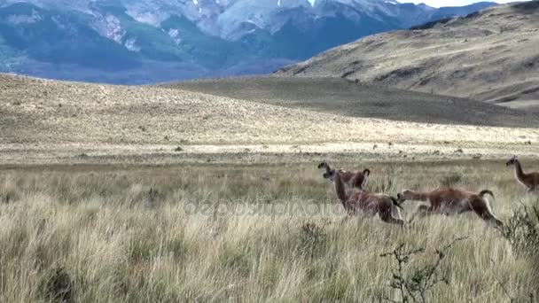 Guanaco lama animal salvaje mamífero exótico en los Andes montañas de la Patagonia . — Vídeo de stock