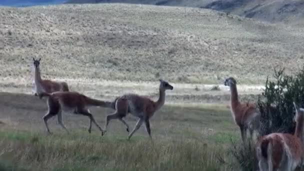 Guanaco Lama exotisches Säugetier Wildtier in den Anden-Bergen Patagoniens. — Stockvideo