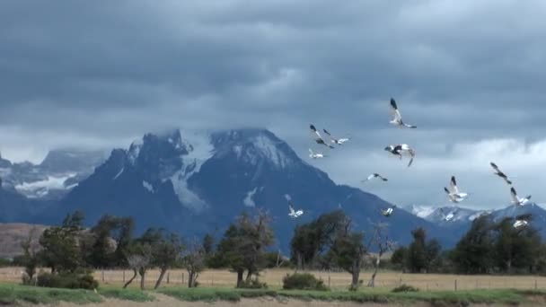 Ptaki w zielone i snowy góry Argentyny. — Wideo stockowe