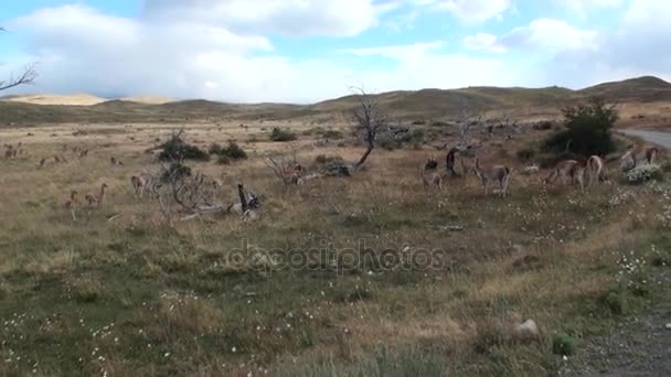 Guanaco Lama exotisches Säugetier Wildtier in den Anden-Bergen Patagoniens. — Stockvideo