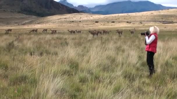 Menina está tirando fotos Guanaco exótico mamífero selvagem nas montanhas dos Andes . — Vídeo de Stock