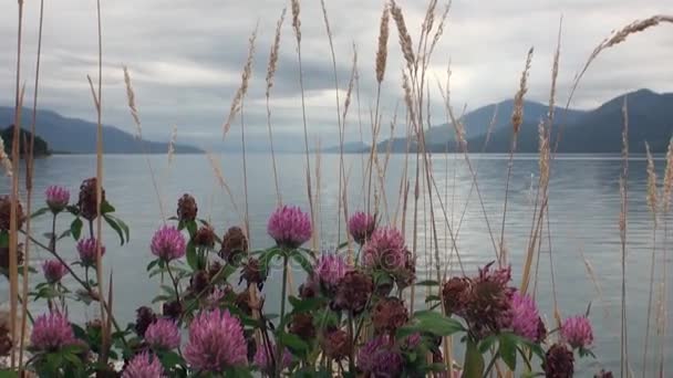 Coast of ocean and green mountain view from boat in Patagonia Argentina. — Stock Video