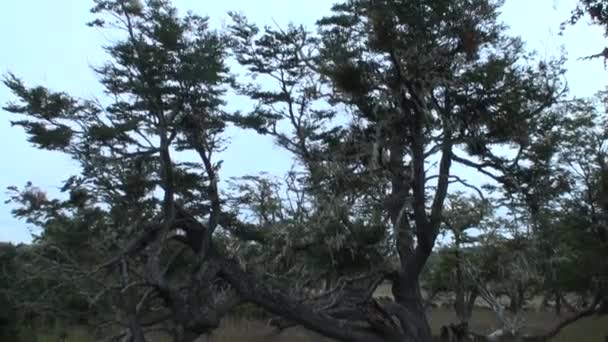 Raízes secas e galhos de árvores se entrelaçam no chão na Patagônia Argentina. — Vídeo de Stock