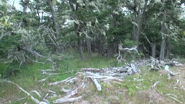 Raíces secas y ramas de árboles se entrelazan en el suelo en Patagonia Argentina. — Vídeos de Stock