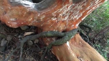 Ağaç kökleri yerde Patagonya Arjantin iç içe.