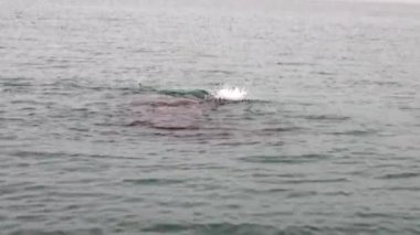 Grup walruses dalış Svalbard Arktik Okyanusu su.