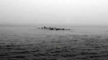 Svalbard Arktik Okyanusu'nda sisin içinde suda yüzen walruses grup.
