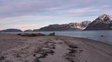 Morslar grup üzerinde shore, Kuzey Buz Denizi Svalbard içinde dinlenmek.