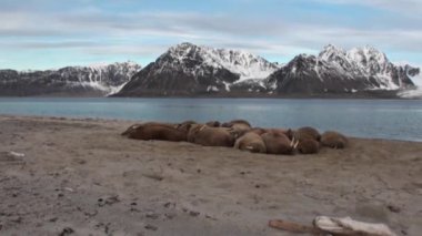Grup walruses sakin su üzerinde shore Arktik okyanusta Svalbard yakınındaki.