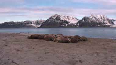 Morslar grup üzerinde shore, Kuzey Buz Denizi Svalbard içinde dinlenmek.