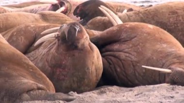 Morslar grup üzerinde shore, Kuzey Buz Denizi Svalbard içinde dinlenmek.