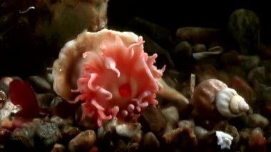 Kırmızı anemone actinia yakın çekim su altında beyaz deniz dibinin üzerinde.