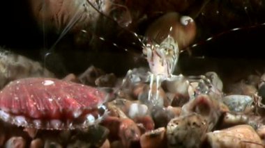 Deniz tarak yakın çekim sualtı deniz yatağı üzerinde.