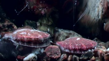 Deniz tarak yakın çekim sualtı deniz yatağı üzerinde.