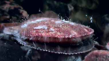 Deniz tarak yakın çekim sualtı deniz yatağı üzerinde.