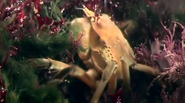 Yengeç hios su altında beyaz deniz Rusya'nın deniz yatağı üzerinde yiyecek bulmak.