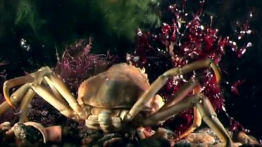 Yengeç hios su altında beyaz deniz Rusya'nın deniz yatağı üzerinde yiyecek bulmak.