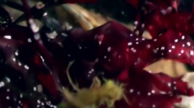 Yengeç hios su altında beyaz deniz Rusya'nın deniz yatağı üzerinde yiyecek bulmak.