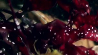 Yengeç hios su altında beyaz deniz Rusya'nın deniz yatağı üzerinde yiyecek bulmak.