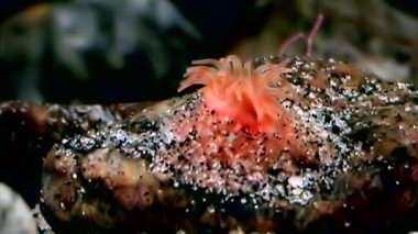 Kırmızı anemone actinia yakın çekim su altında beyaz deniz dibinin üzerinde.