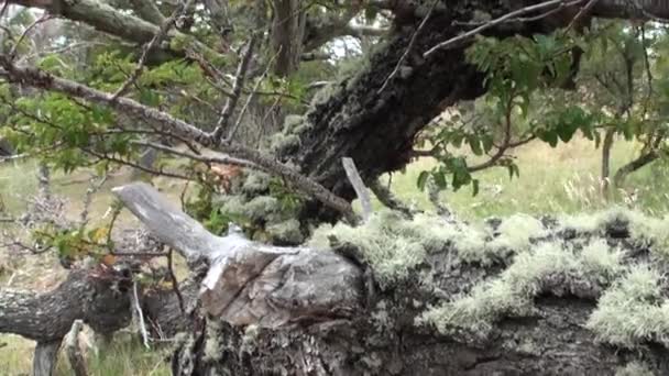 Racines sèches et branches d'arbres s'entrelacent sur le sol en Patagonie Argentine. — Video