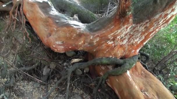 Baumwurzeln verflochten auf dem Boden in Patagonien Argentinien. — Stockvideo