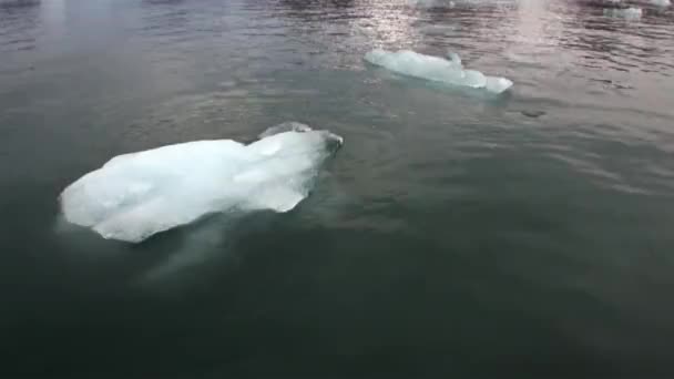 Ice in the water of Arctic Ocean in Svalbard. — Stock Video