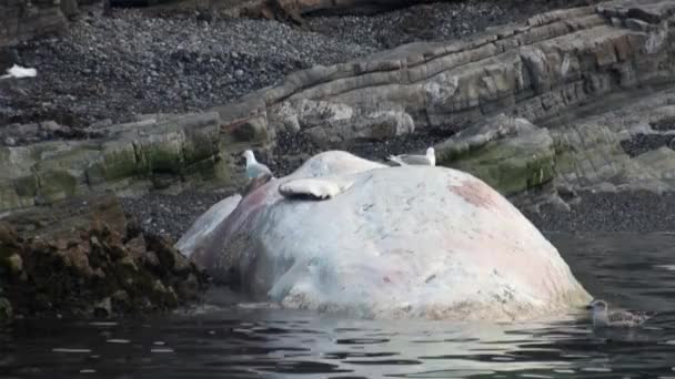 Dode walvis in het water van de Noordelijke IJszee op de oever in Svalbard. — Stockvideo