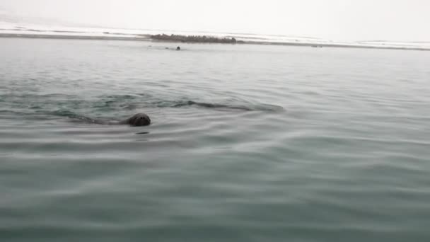 Group of walruses swim in cold blue water of Arctic Ocean in Svalbard. — Stock Video