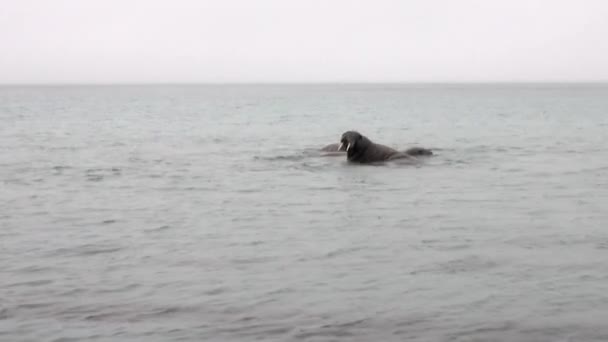 Group of walruses swim in cold blue water of Arctic Ocean in Svalbard. — Stock Video