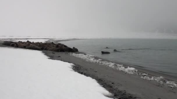 Walrosse entspannen sich in Wassernähe an der schneebedeckten Küste des arktischen Ozeans auf Spitzbergen. — Stockvideo