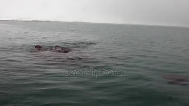 Група зльоту моржів занурення у воду Льодовитий океан на Шпіцбергені. — стокове відео