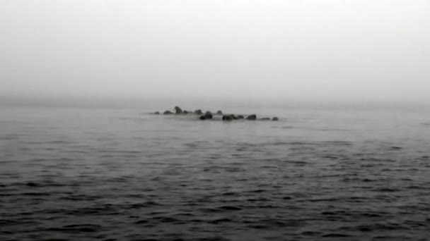 セイウチのグループはスバールバル北極海の霧の中で水に浮かんでいます。. — ストック動画