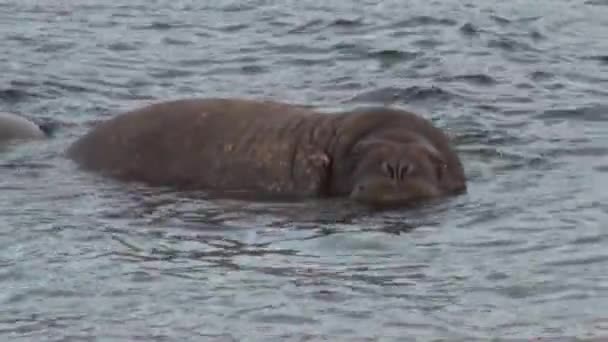 코끼리의 그룹 물 스발바르에서 북극 바다의 해안 근처에 긴장. — 비디오